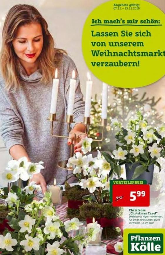 Katalog . Pflanzen Kölle (2019-11-13-2019-11-13)