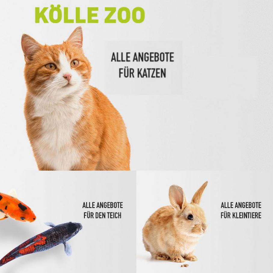 Angebote fur katzen . Kölle Zoo (2021-03-31-2021-03-31)