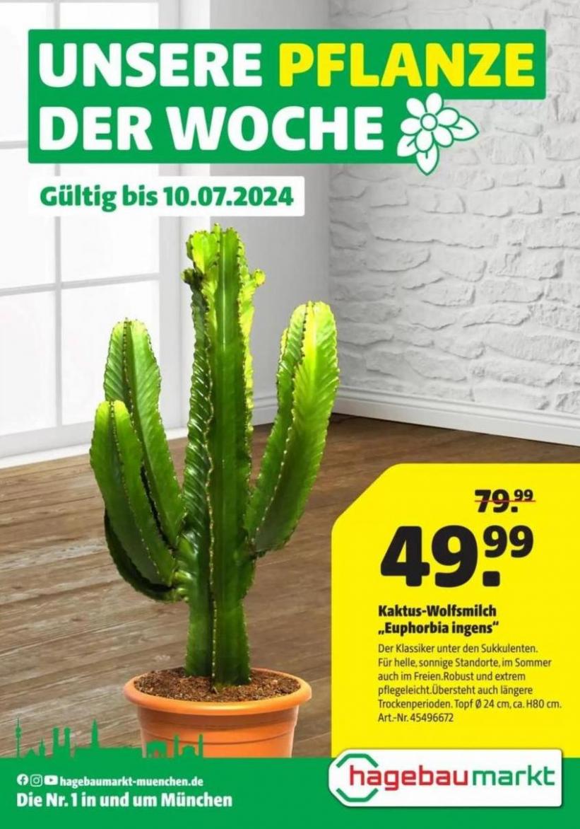 Unsere Pflanze Der Woche. hagebau Fachhandel (2024-07-10-2024-07-10)